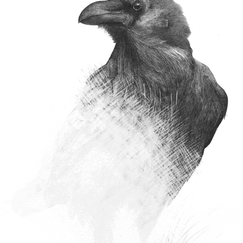 Raven