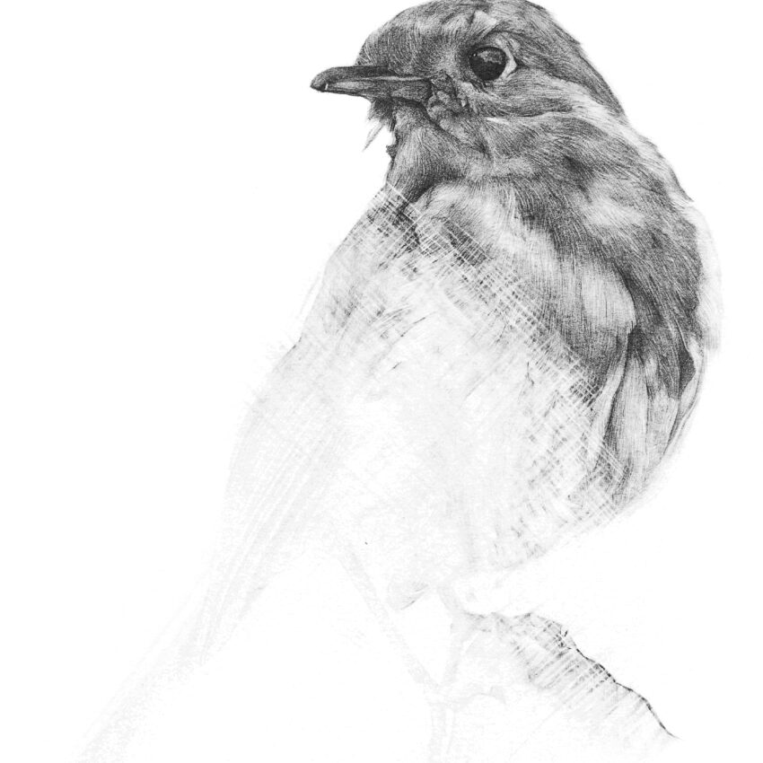 Robin