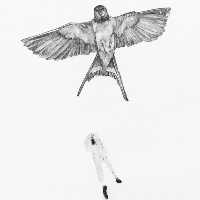 A Swallow's Perfect Accident
