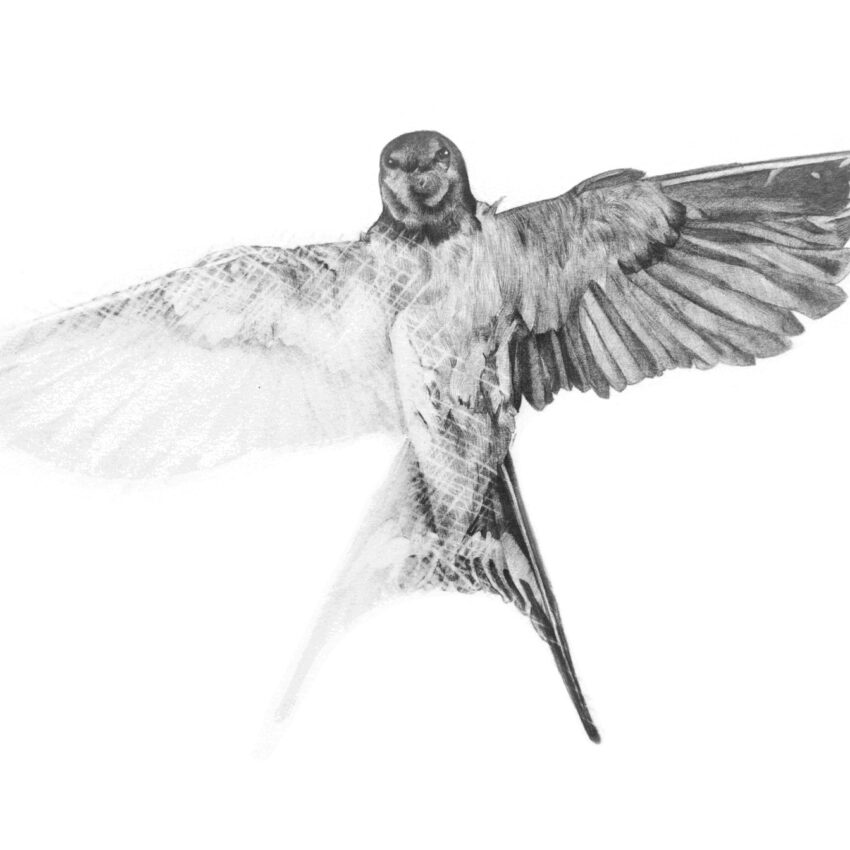 Swallow: Erased